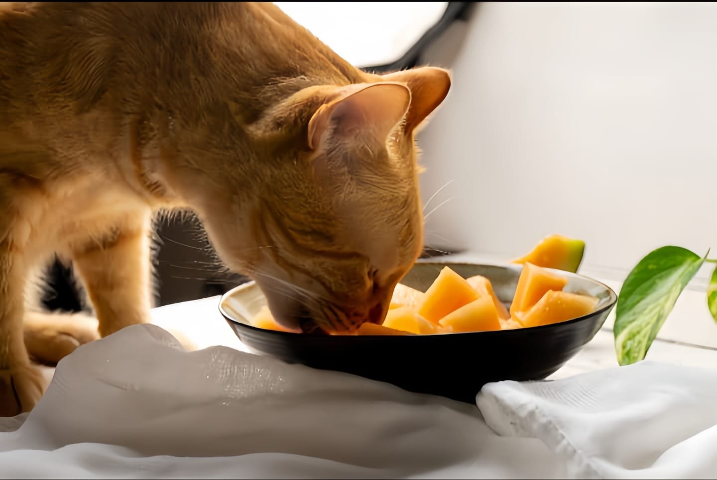 Human foods that cats can eat