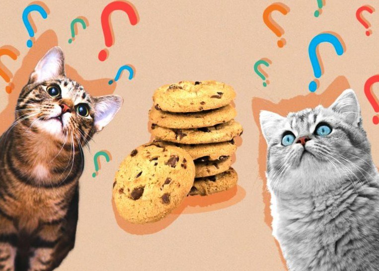 Can cats eat biscuits