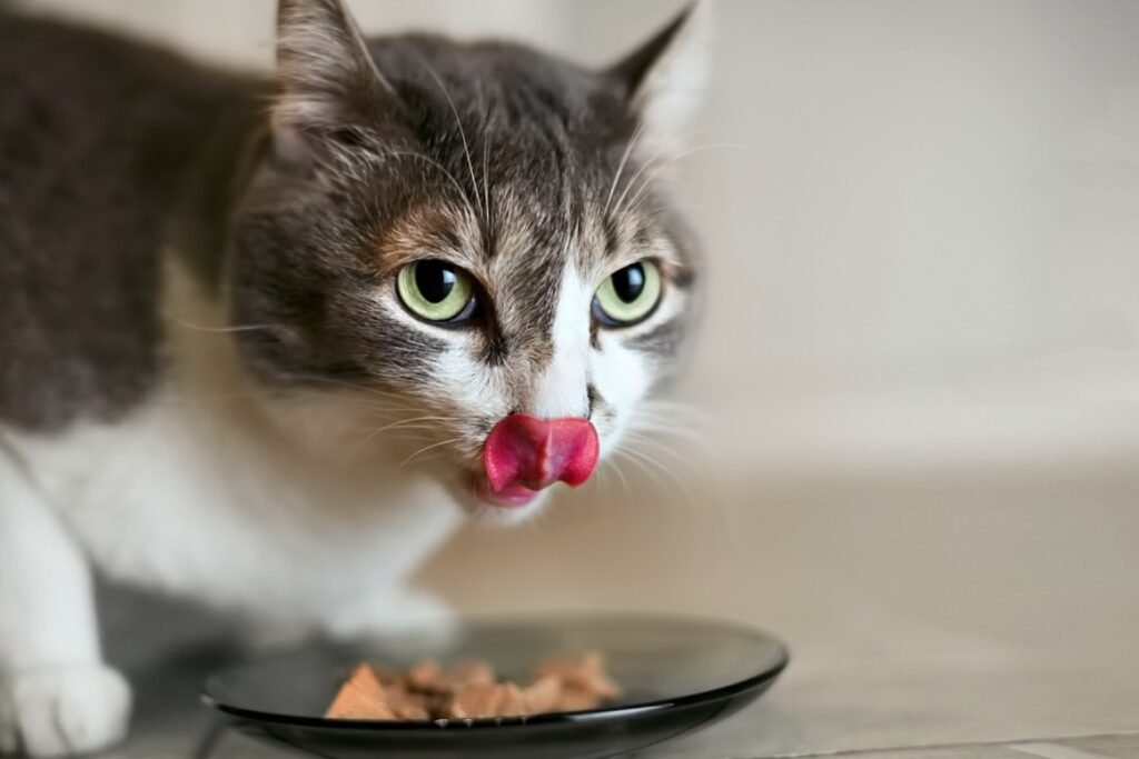 cat eating meat from plate