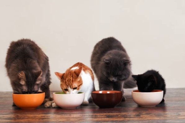 cats eating pet food on the floor from bowl