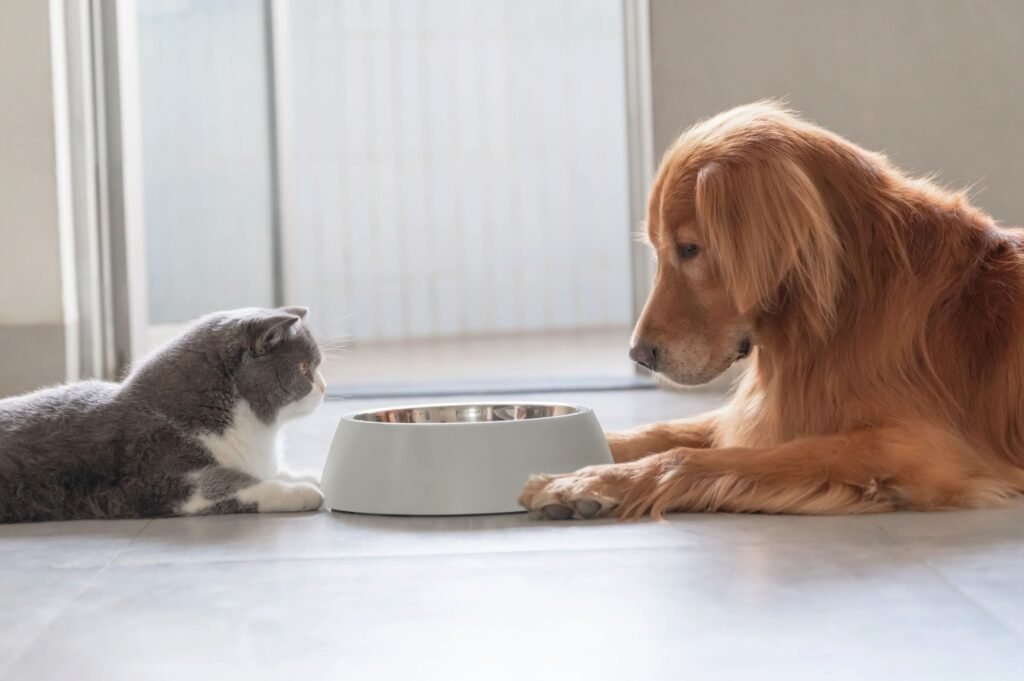 Cat and dog sitting parallel to each other with same food plate