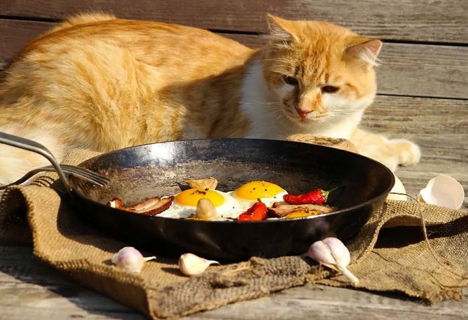 Cat sitting beside home-made food which includes eggs