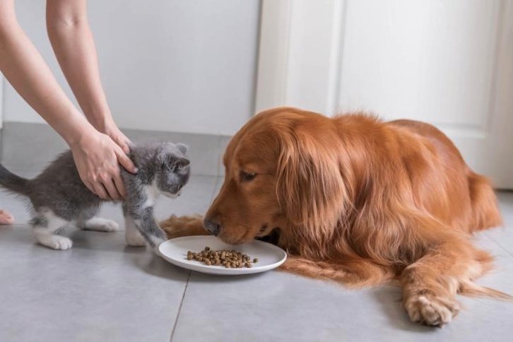 Cat and dog sharing same food from same plate