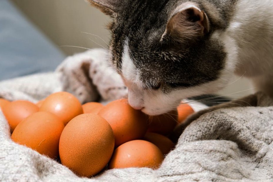 Cat smelling egg shells