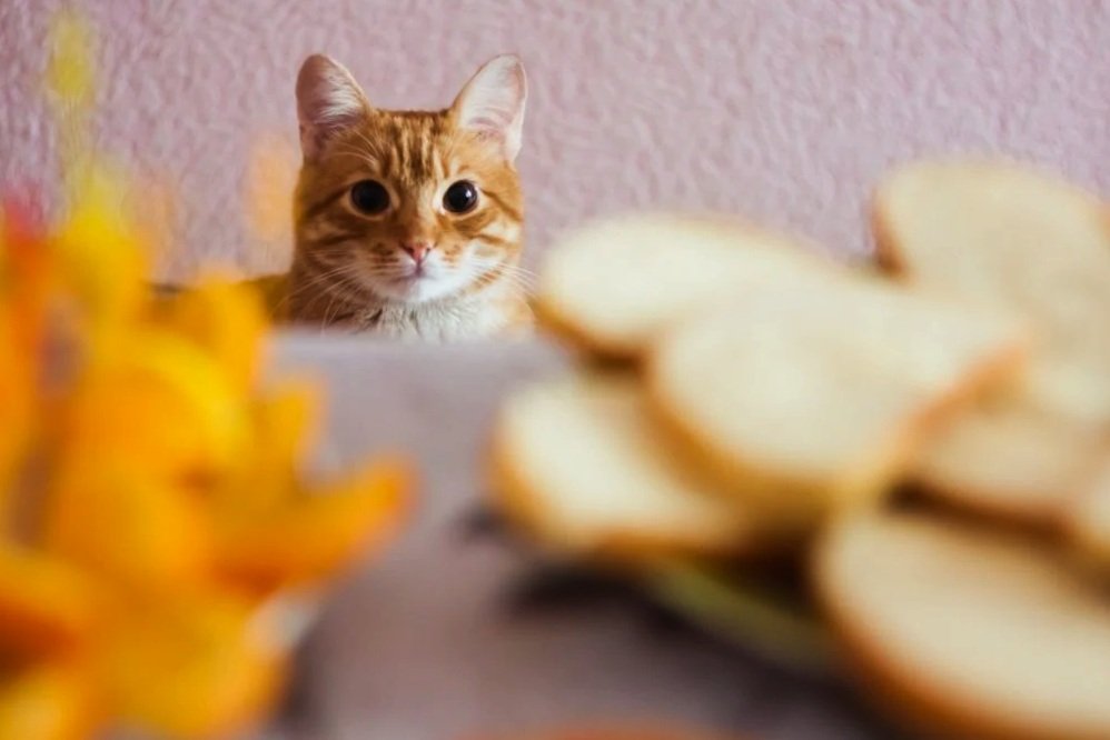 Cat watching bread pieces
