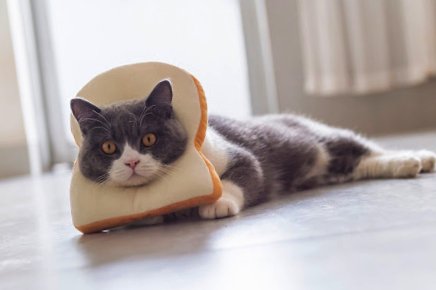 Cat with Bread