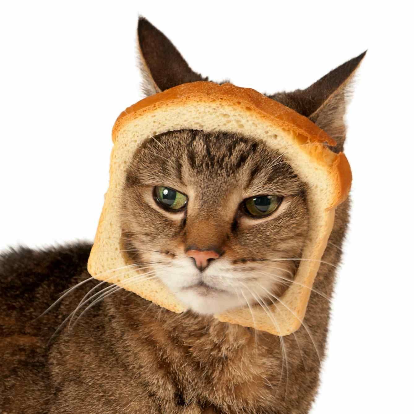 Cat having bread on its face