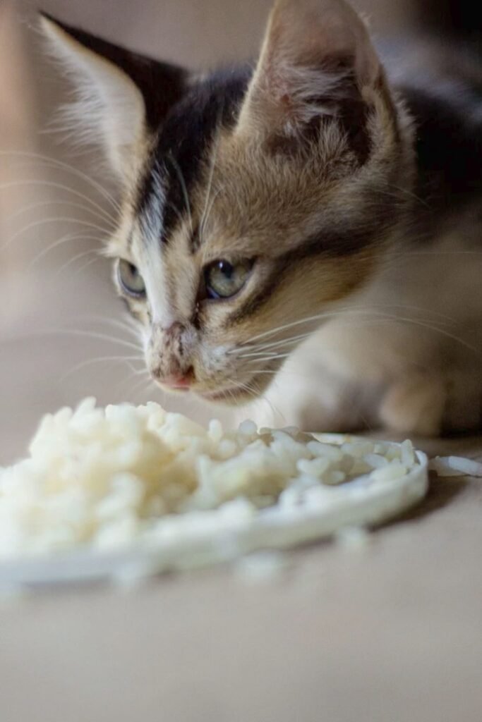 cat eating white rice