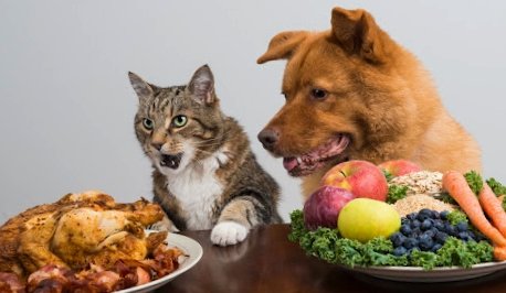 Cat and dog choosing what to eat between chicken and fruits