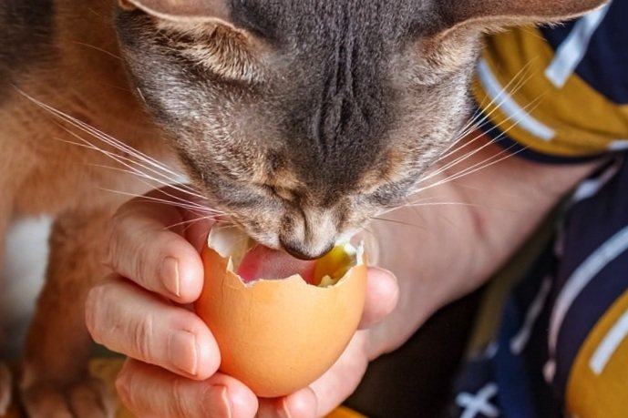 cat licking yolk of an egg