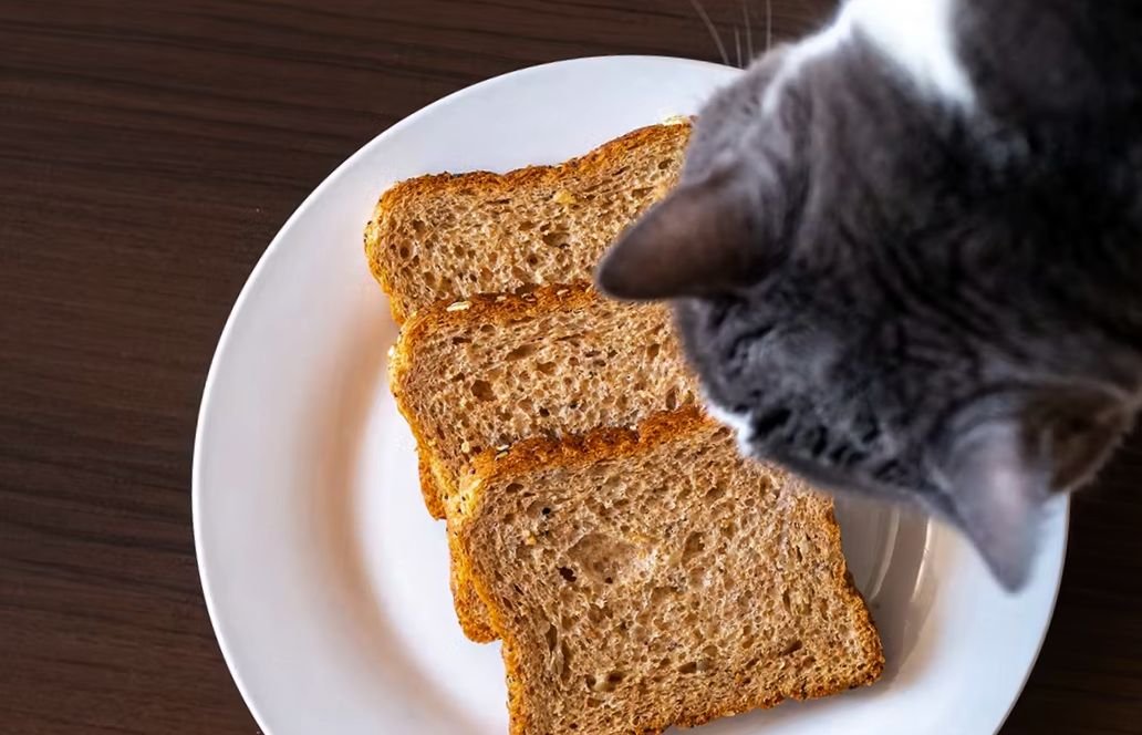 can cats eat brown bread