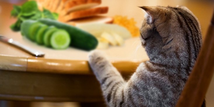 Cat food for indoor cats