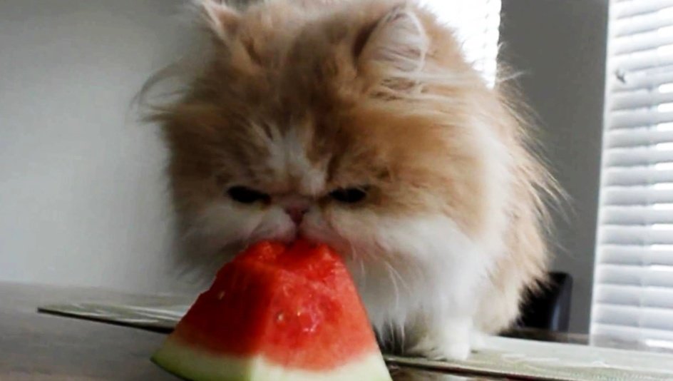 Cat eating watermelon