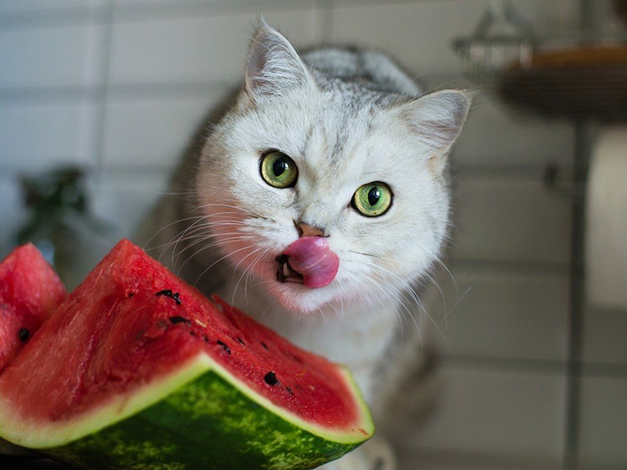 can cats eat watermelon