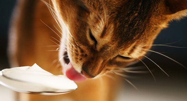 can cats eat yogurt