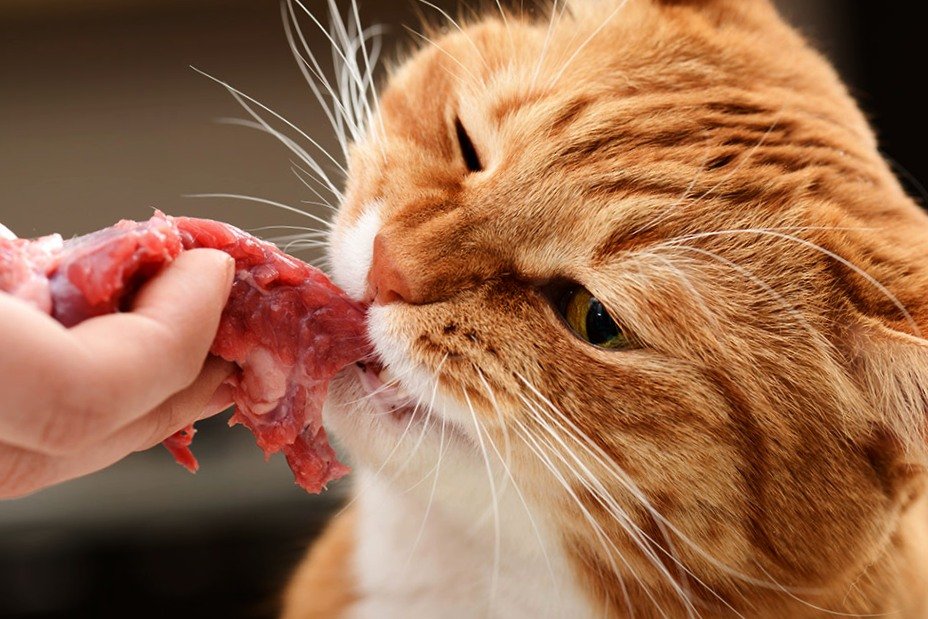 what can cats eat