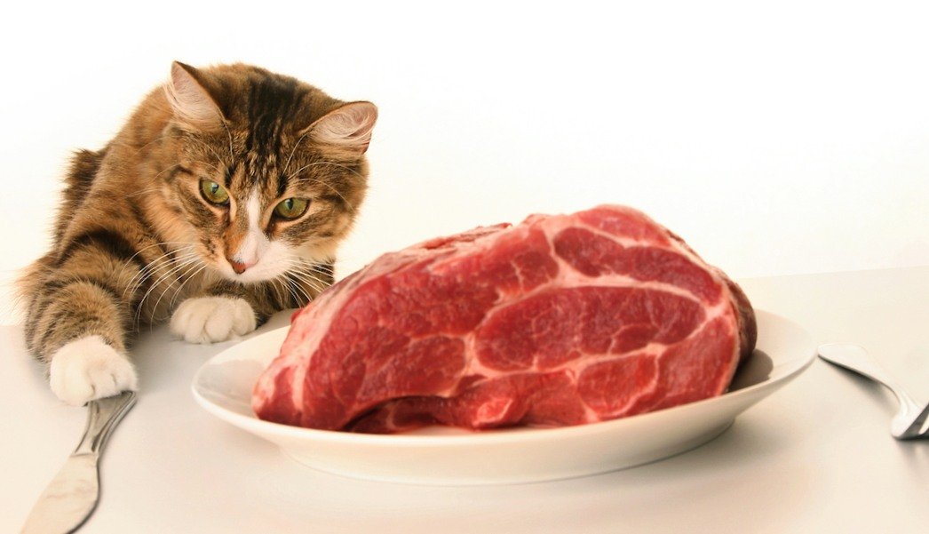 can cats eat pork