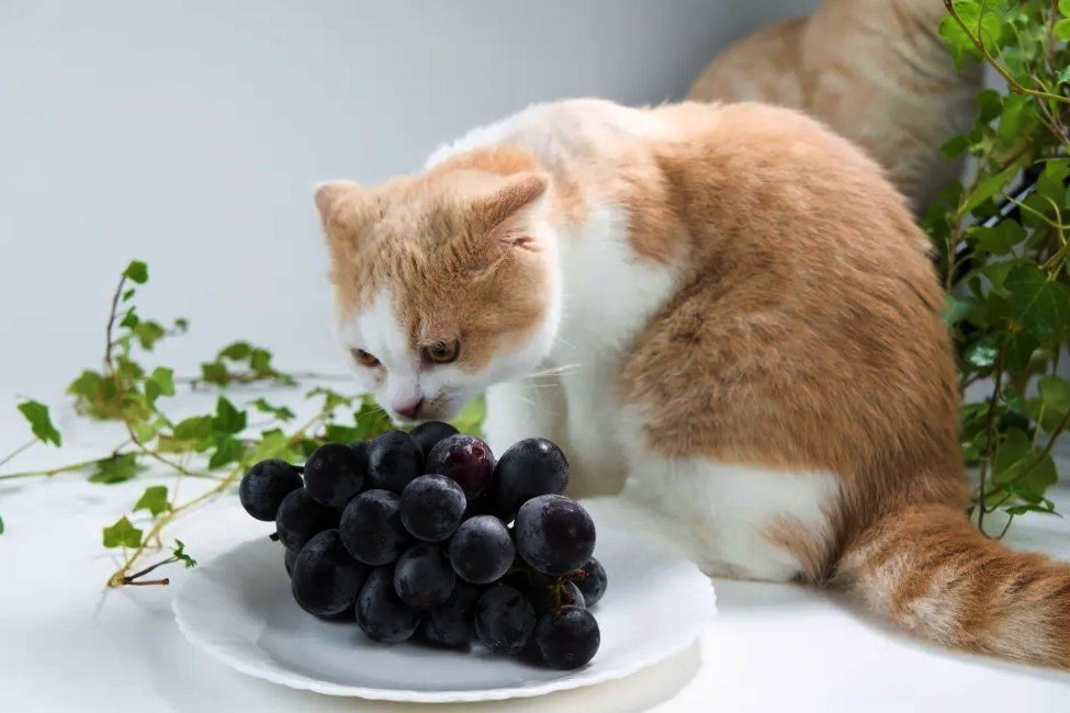 can cats eat grapes