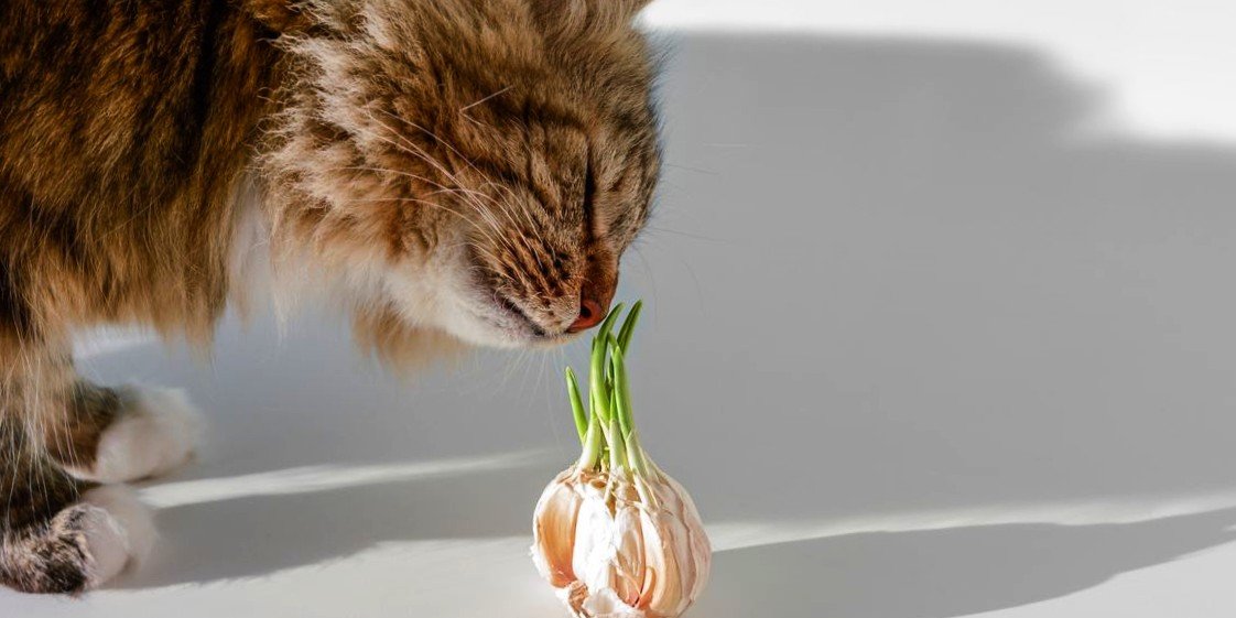 can cats eat garlic