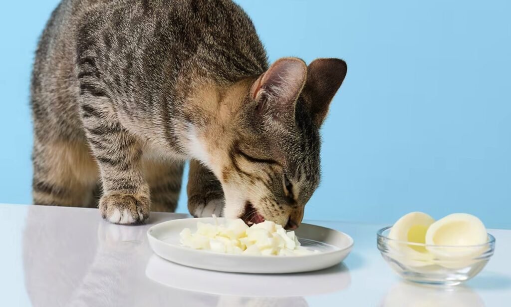 Cat eating boiled eggs